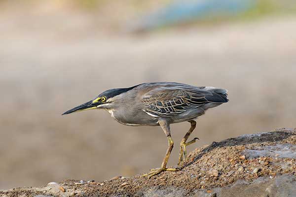 Czapla zielonawa (Butorides striata)