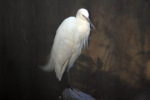 Czapla złotawa (Bubulcus ibis)