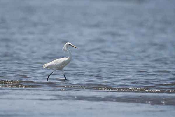 Czapla żółtodzioba (Egretta eulophotes)