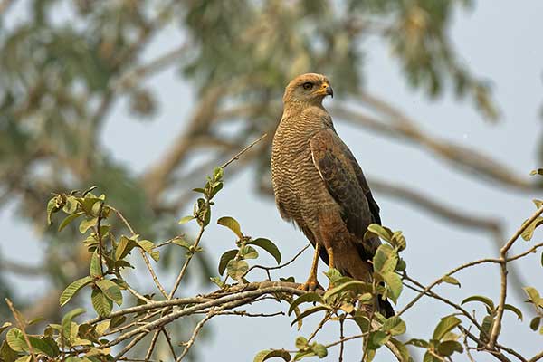 Czarnostrząb rdzawy (Buteogallus meridionalis)