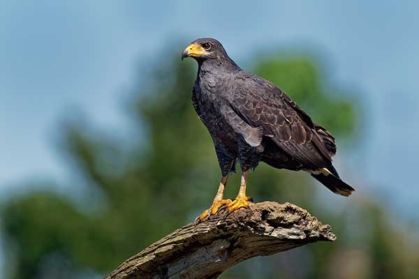 Czarnostrząb leśny (Buteogallus anthracinus)