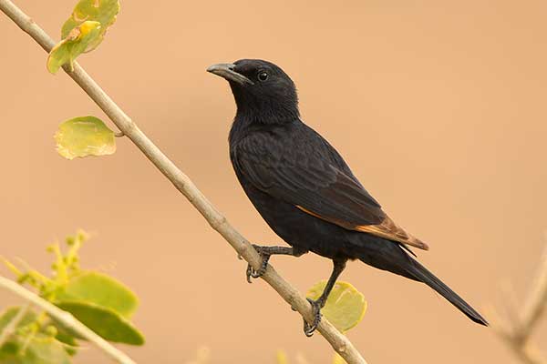 Czarnotek arabski (Onychognathus tristramii)