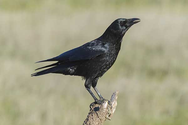 Czarnowron (Corvus corone corone)