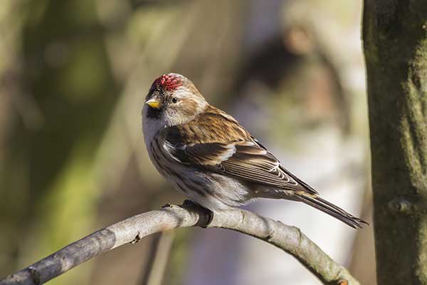 Czeczotka (zwyczajna) (Acanthis flammea)