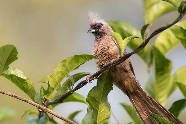 Czepiga rudawa (Colius striatus)