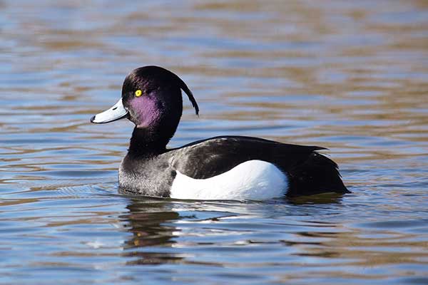 Czernica (Aythya fuligula)