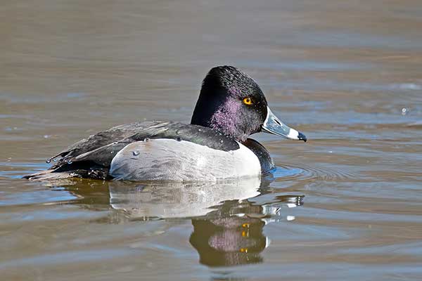 Czerniczka (Aythya collaris)