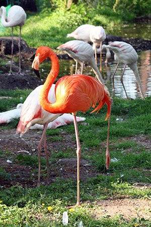 Czerwonak (Phoenicopterus ruber)