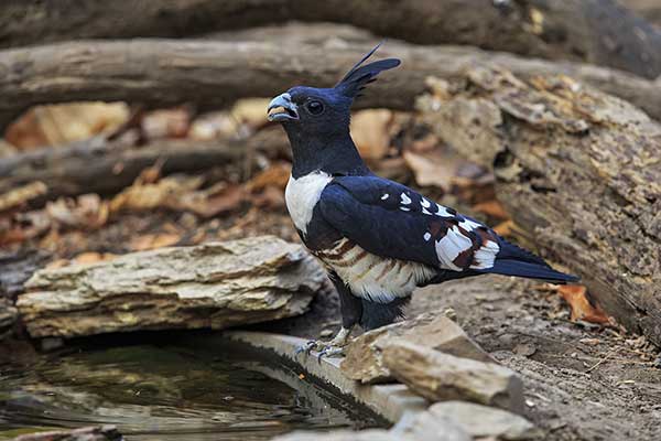 Czubak czarny (Aviceda leuphotes)