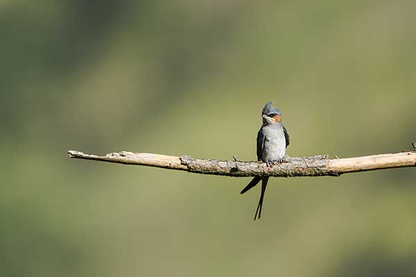 Czubik koroniasty (Hemiprocne coronata)