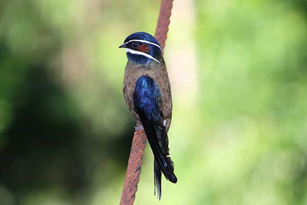 Czubik mały (Hemiprocne comata)