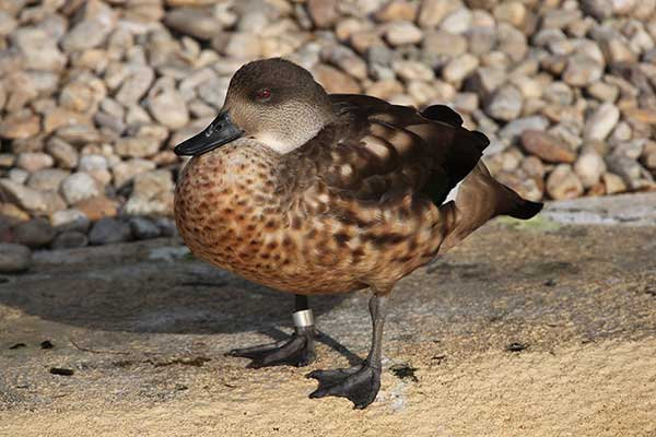 Czubokaczka (Lophonetta specularioides)