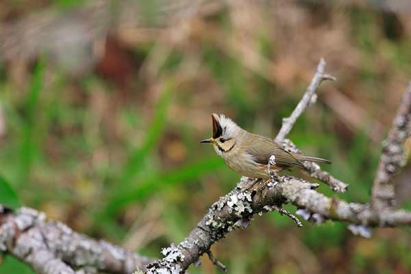 Czupurnik białolicy (Yuhina brunneiceps)