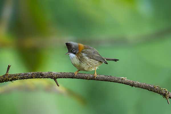 Czupurnik wąsaty (Yuhina flavicollis)