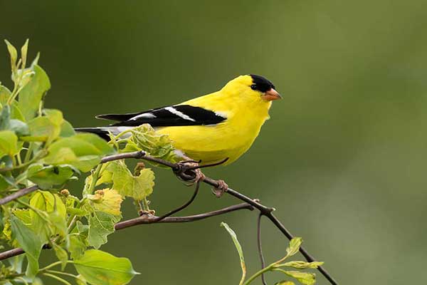 Czyż złotawy (Spinus tristis)