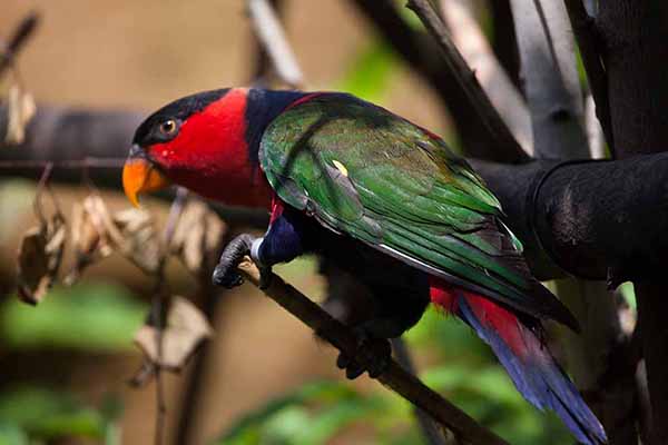 Dama niebieskobrzucha (Lorius lory)