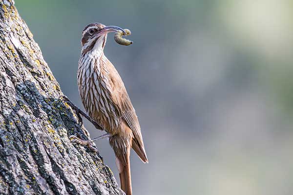 Drzewiarz wąsaty (Drymornis bridgesii)