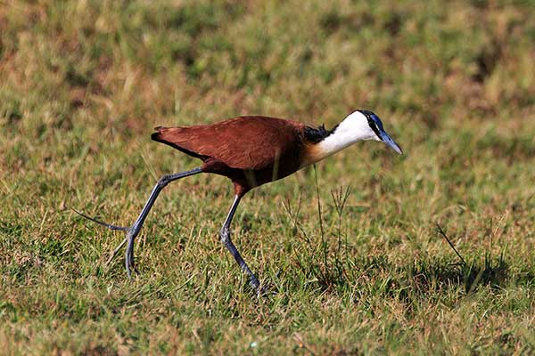 Długoszpon afrykański (Actophilornis africanus)