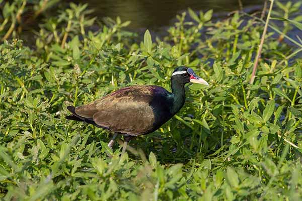 Długoszpon białobrewy (Metopidius indicus)