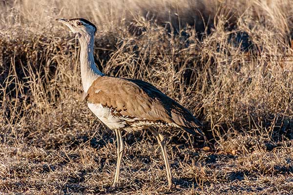Drop australijski (Ardeotis australis)