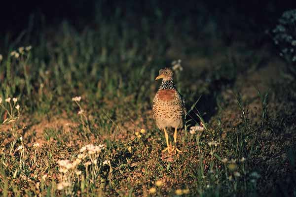 Dropiatka (Pedionomus torquatus)