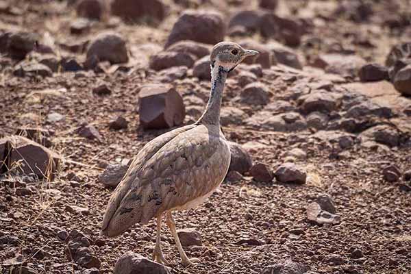 Dropik namibijski (Heterotetrax rueppelii)