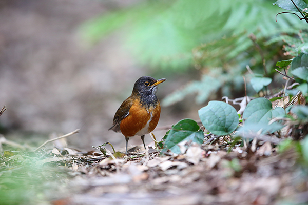 Drozd czarnogłowy (Turdus celaenops)