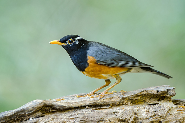 Drozd czarnopierśny (Turdus dissimilis)