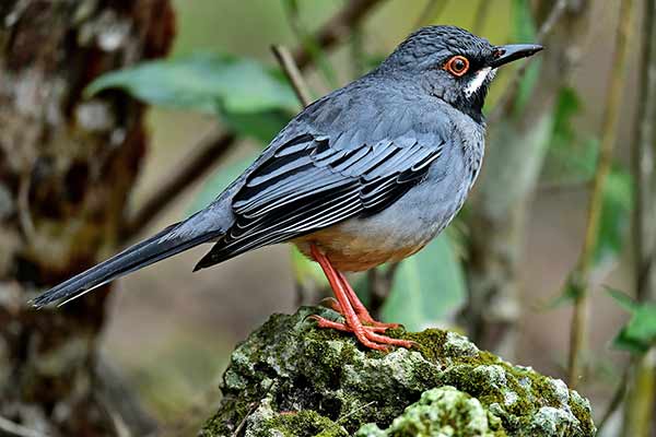 Drozd karaibski (Turdus plumbeus)