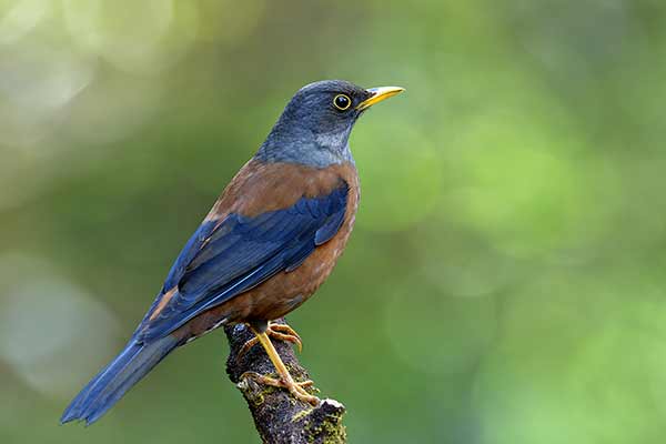 Drozd kasztanowaty (Turdus rubrocanus)