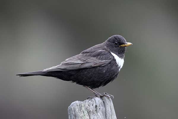 Drozd obrożny (Turdus torquatus)