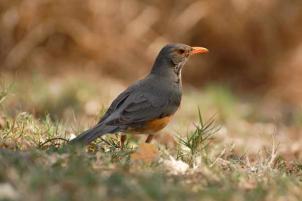 Drozd ogorzały (Turdus olivaceus)