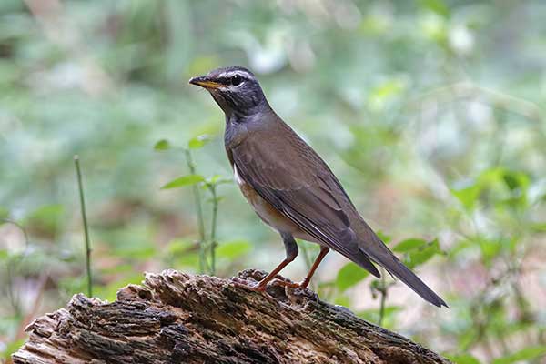 Drozd oliwkowy (Turdus obscurus)