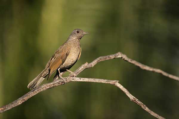 Drozd płowo-szary (Turdus leucomelas)