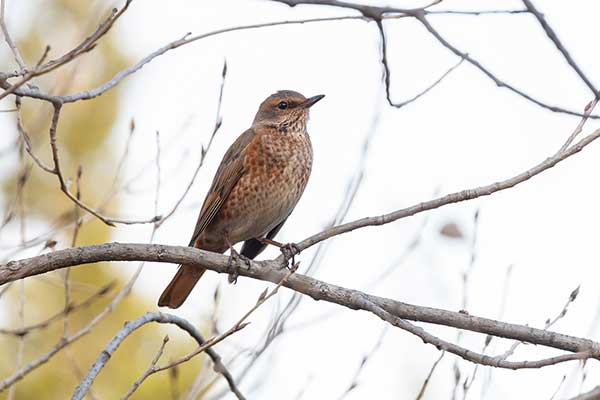 Drozd rdzawy (Turdus naumanni)