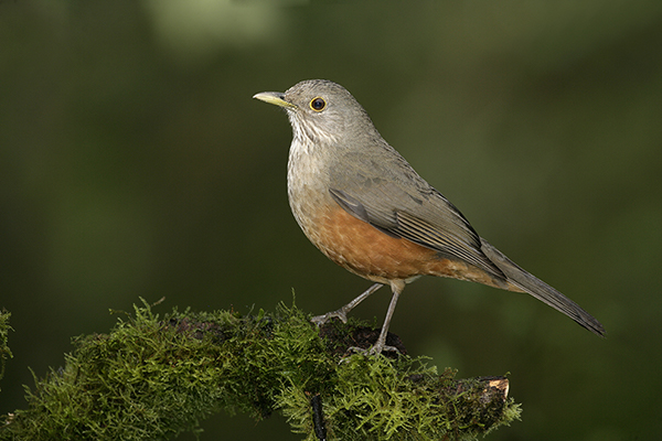 Drozd rudobrzuchy (Turdus rufiventris)