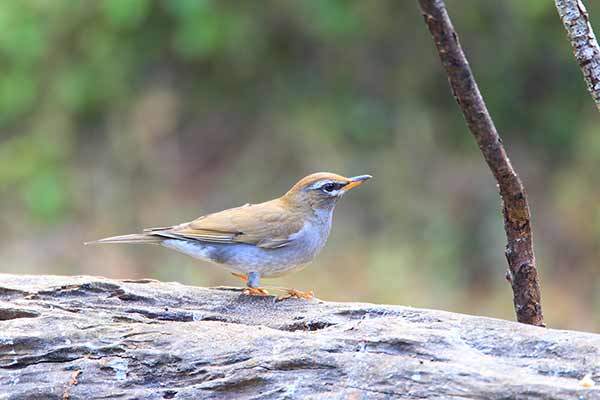 Drozd szaroboczny (Turdus feae)