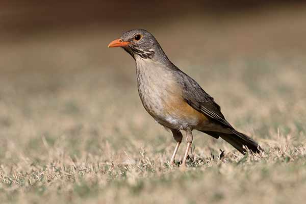 Drozd szaropierśny (Turdus libonyana)