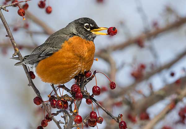 Drozd wędrowny (Turdus migratorius)