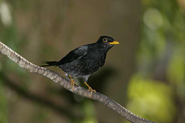 Drozd żółtonogi (Turdus flavipes)