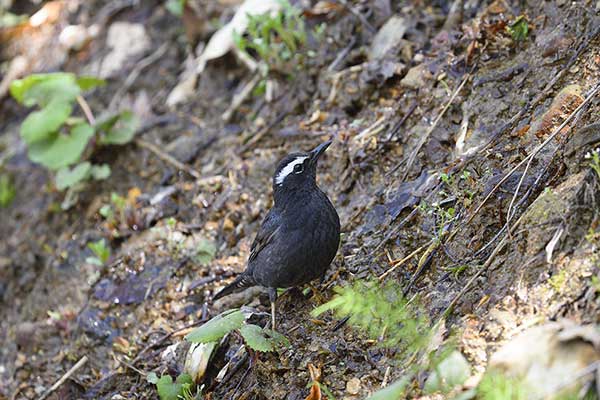 Drozaczek ciemny (Geokichla sibirica)