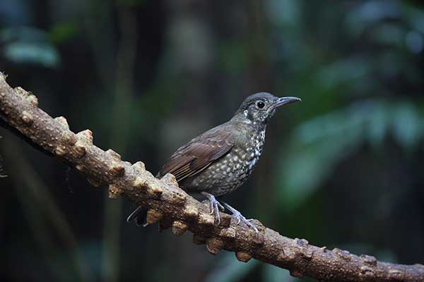 Drozdoń himalajski (Zoothera marginata)