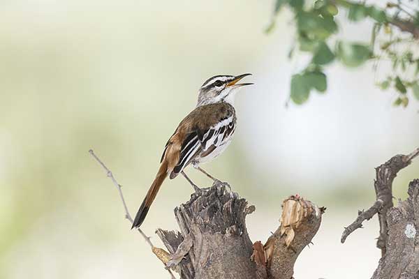 Drozdówka jasna (Cercotrichas leucophrys)