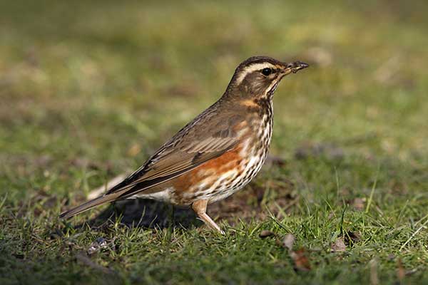 Droździk (Turdus iliacus)