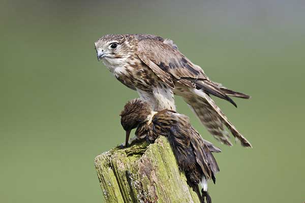 Drzemlik (Falco columbarius)