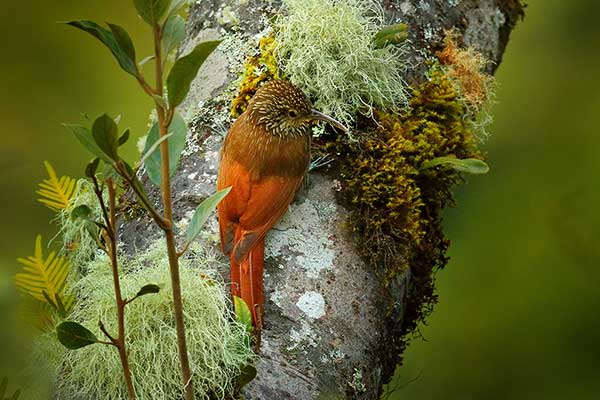 Drzewiarz perełkowany (Lepidocolaptes affinis)