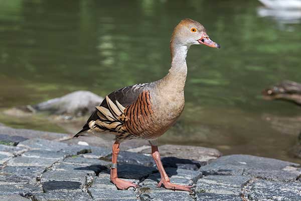 Drzewica australijska (Dendrocygna eytoni)