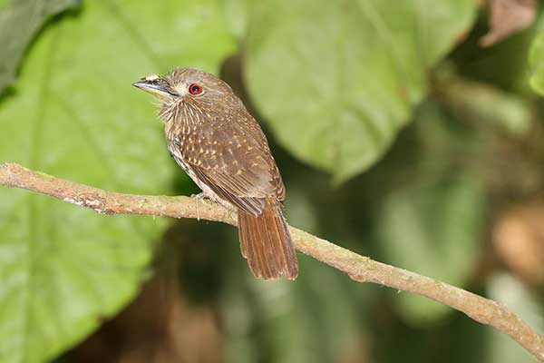 Drzym białowąsy (Malacoptila panamensis)