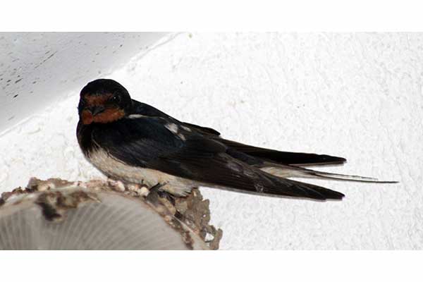 Dymówka (Hirundo rustica)