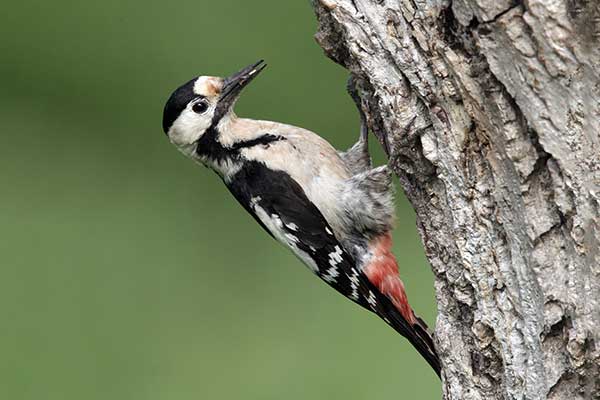 Dzięcioł białoszyi (Dendrocopos syriacus)